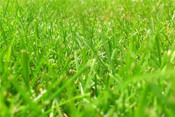 梦见割猪草是什么意思 梦见割猪草是什么意思