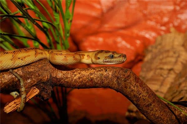 梦见大蟒蛇是什么预兆 梦见大蟒蛇是什么预兆