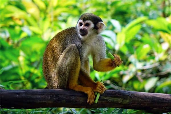 梦见小猴子是什么意思 梦见小猴子是什么意思