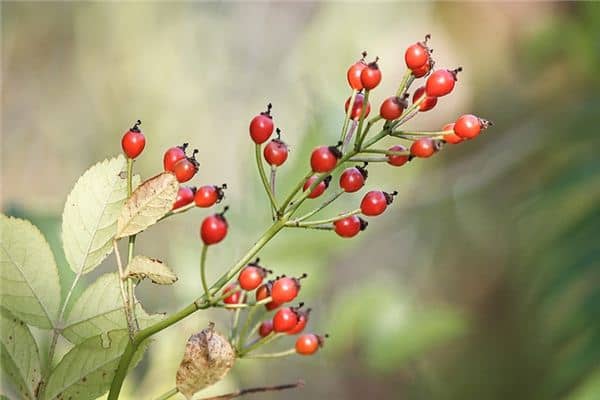 梦见摘野果是什么意思 梦见摘野果是什么意思
