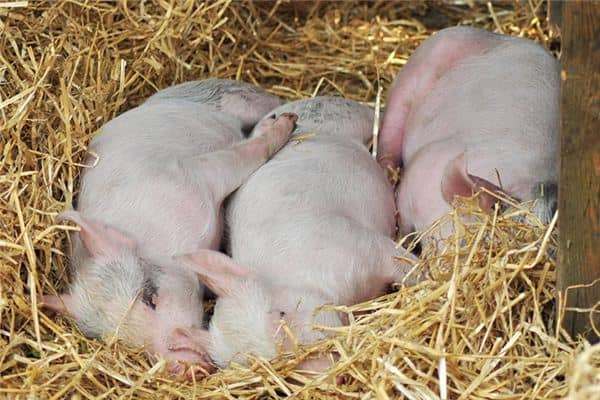 梦见杀猪见血是什么预兆 梦见杀猪见血是什么预兆