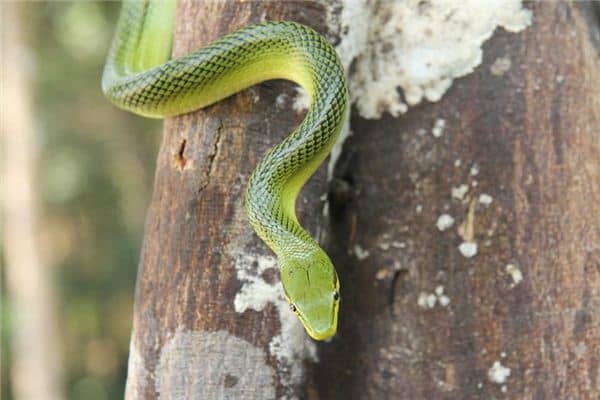 梦见一窝蛇是什么意思 梦见一窝蛇是什么意思