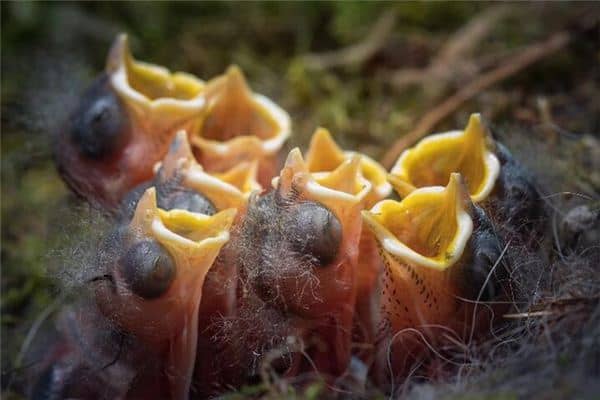 梦见肚子饿是什么意思 梦见肚子饿是什么意思