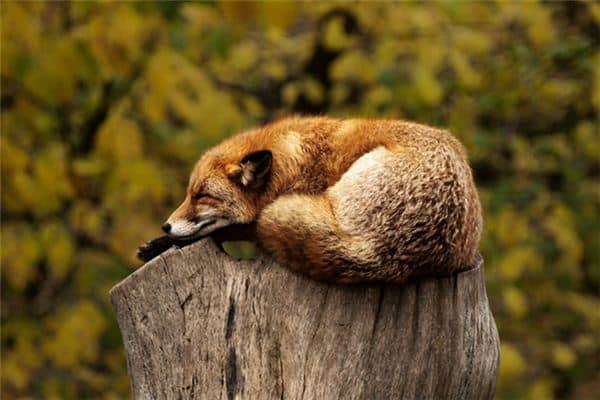 梦见杀动物是什么意思 梦见杀动物是什么意思