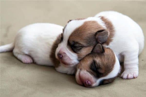 梦见狗生仔是什么意思 梦见狗生仔是什么意思