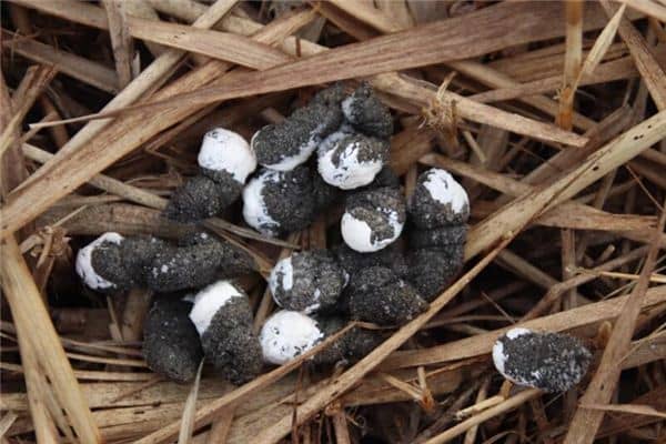 梦见很多屎是什么意思 梦见很多屎是什么意思