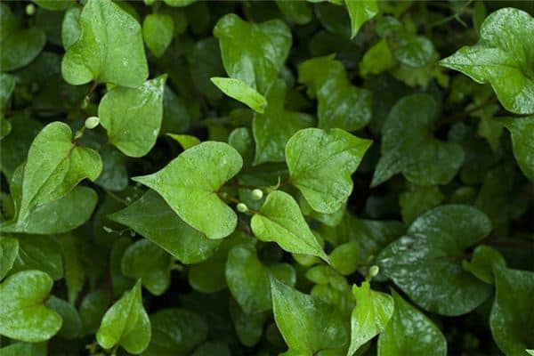 梦见折耳根是什么意思 梦见折耳根是什么意思