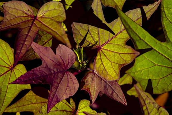 梦见红薯苗是什么意思 梦见红薯苗是什么意思