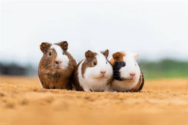 梦见吃老鼠是什么意思 梦见吃老鼠是什么意思