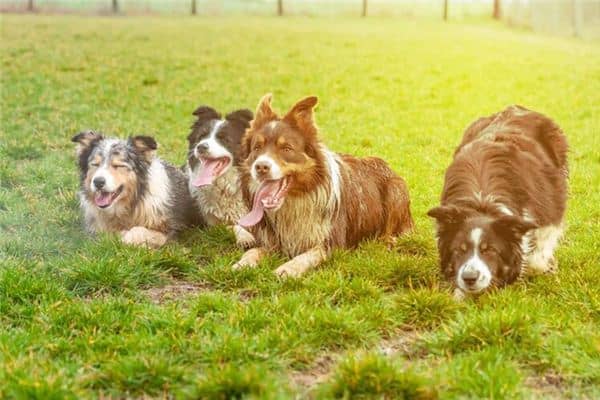 梦到一群狗 梦到一群狗