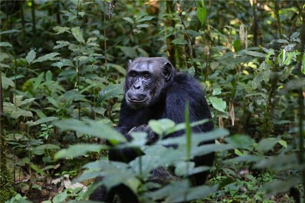 梦见黑猩猩是什么意思 梦见黑猩猩是什么意思