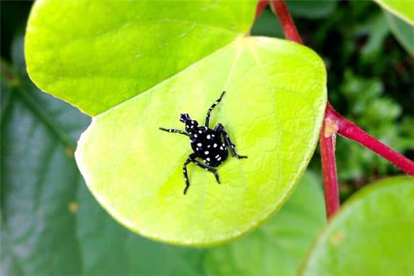 梦见黑虫子是什么意思 梦见黑虫子是什么意思