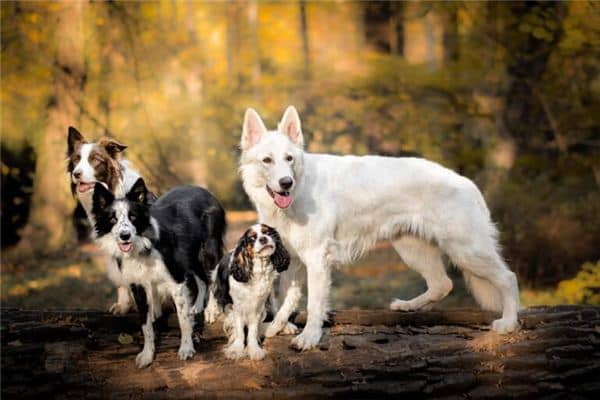 梦见很多狗是什么预兆 梦见很多狗是什么预兆