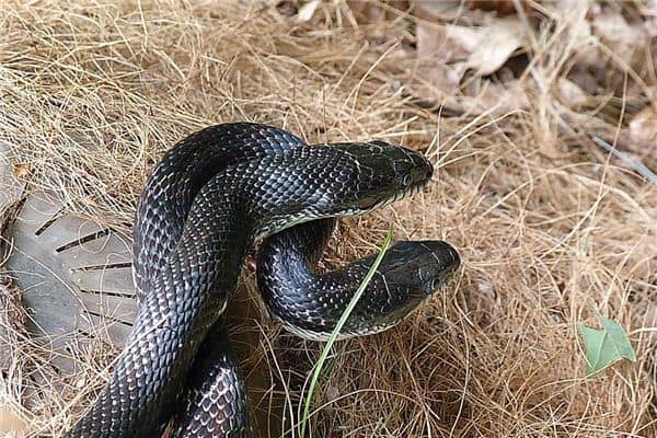 梦见很多黑蛇 梦见很多黑蛇