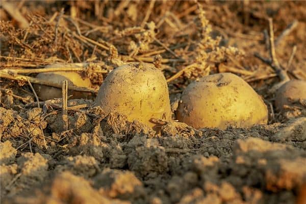 梦见捡土豆是什么意思 梦见捡土豆是什么意思