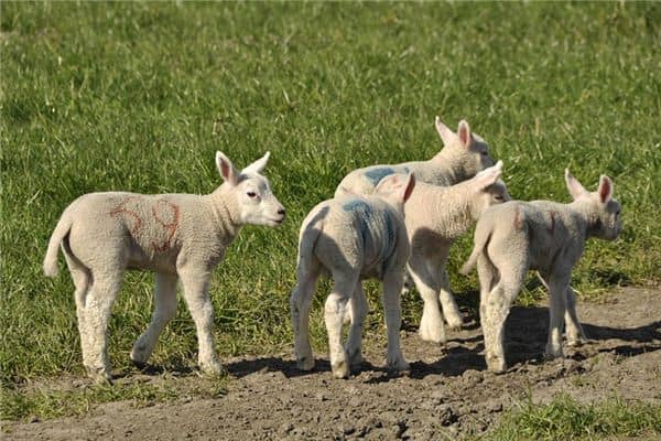 梦见小羊羔是什么预兆 梦见小羊羔是什么预兆