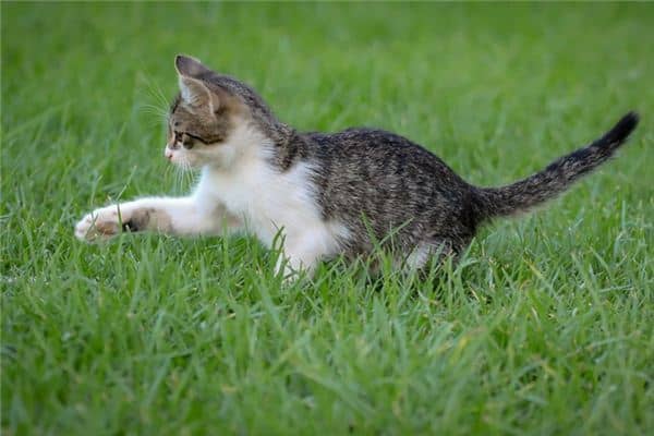 梦见猫拉屎是什么意思 梦见猫拉屎是什么意思