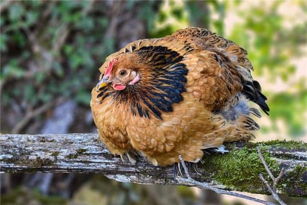 梦见被鸡咬是什么意思 梦见被鸡咬是什么意思