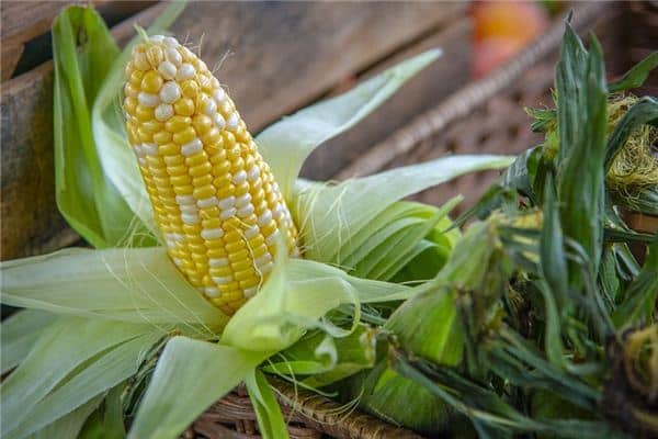 梦见玉米棒是什么意思 梦见玉米棒是什么意思