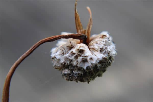 梦见花死了是什么意思