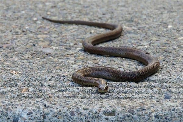 梦见看见蛇是什么意思 梦见看见蛇是什么意思