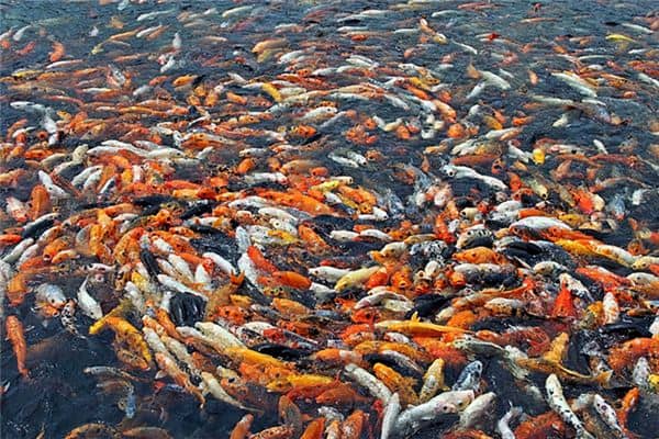 梦见许多鱼是什么意思 梦见许多鱼是什么意思