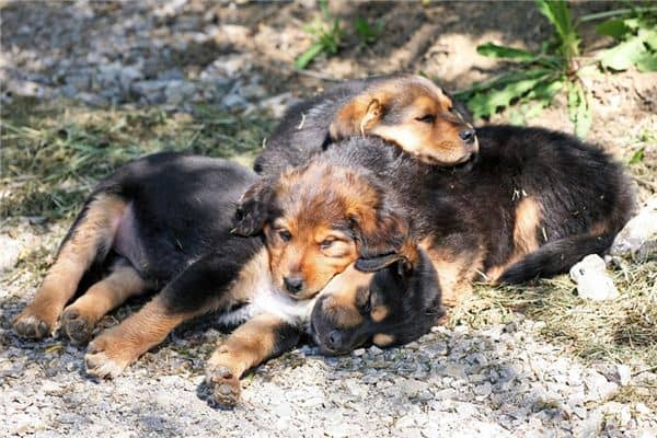 梦见狗下崽是什么意思 梦见狗下崽是什么意思