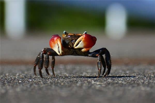 梦见捉螃蟹是什么意思 梦见捉螃蟹是什么意思