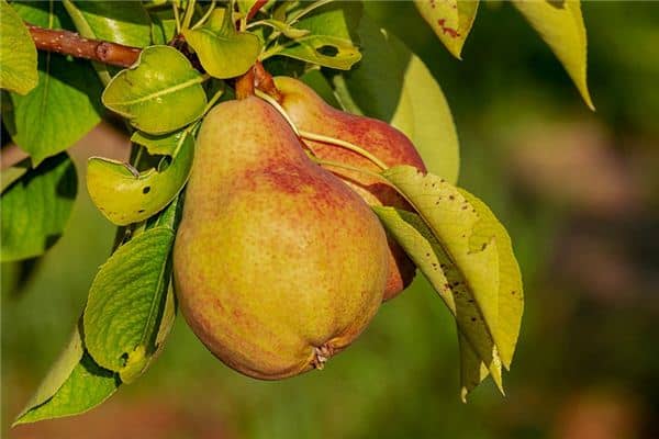 梦见摘梨子是什么意思 梦见摘梨子是什么意思