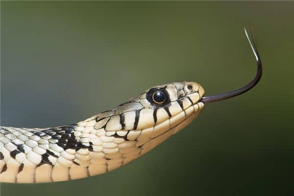 梦见蛇咬蛇是什么意思 梦见蛇咬蛇是什么意思