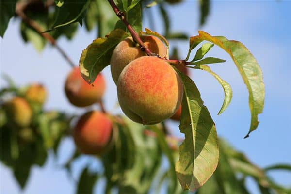 梦见桃子树是什么意思 梦见桃子树是什么意思