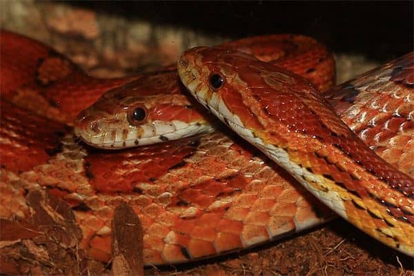 梦见大蛇缠身是什么意思 梦见大蛇缠身是什么意思