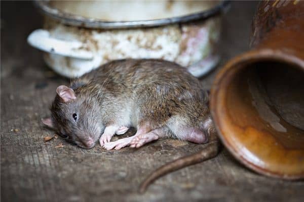 梦见杀老鼠是什么意思 梦见杀老鼠是什么意思