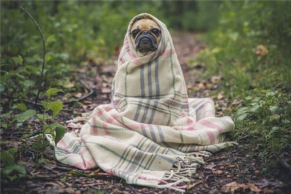 梦见狗变人是什么意思 梦见狗变人是什么意思