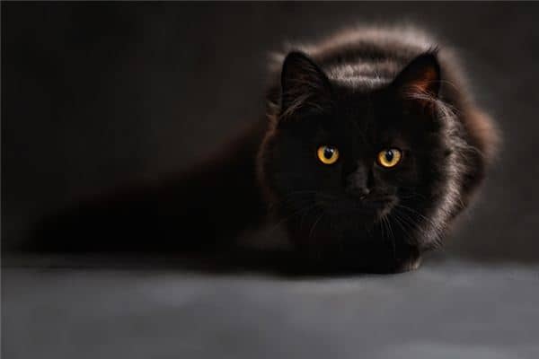 梦见猫吃蛇是什么意思 梦见猫吃蛇是什么意思