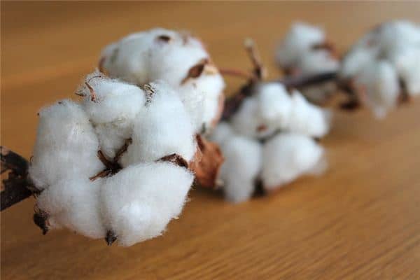 梦见拾棉花是什么意思 梦见拾棉花是什么意思