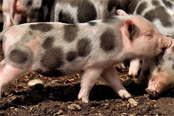 梦见被猪追是什么意思 梦见被猪追是什么意思