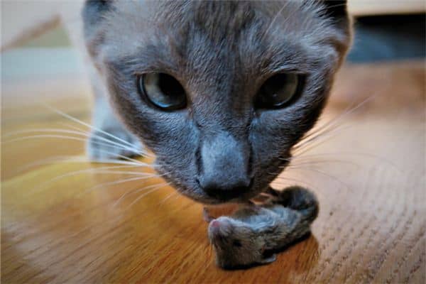 梦见猫捉老鼠是什么意思 梦见猫捉老鼠是什么意思