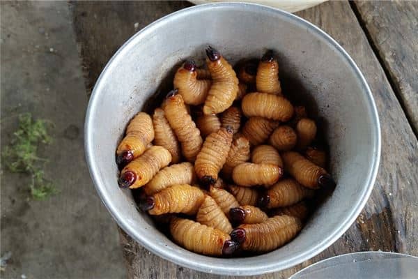 梦见好多蛆是什么意思 梦见好多蛆是什么意思