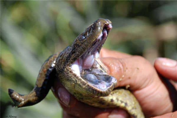 梦见手被蛇咬是什么意思 梦见手被蛇咬是什么意思