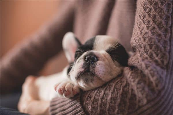 梦见抱着狗是什么意思 梦见抱着狗是什么意思