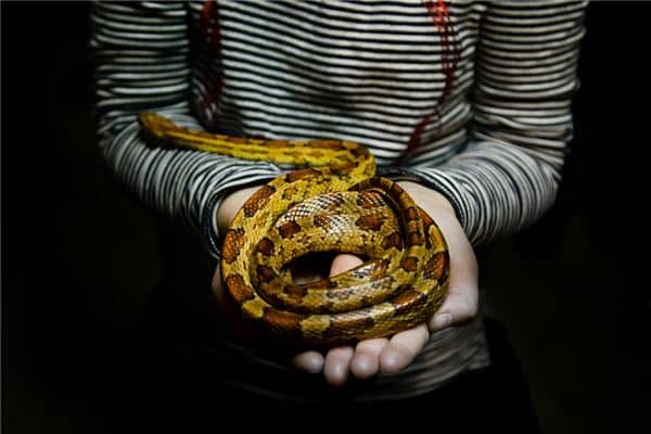 梦见蛇在身上是什么意思 梦见蛇在身上是什么意思