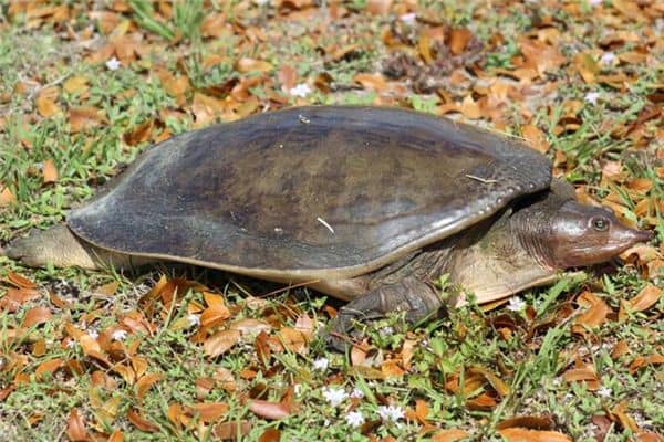 梦见杀甲鱼是什么意思 梦见杀甲鱼是什么意思