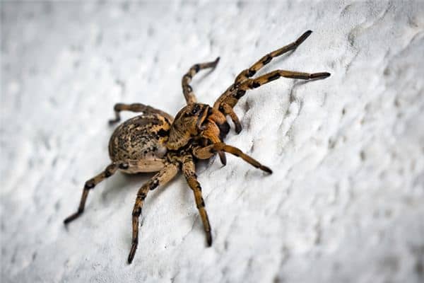 梦见毒蜘蛛是什么预兆 梦见毒蜘蛛是什么预兆