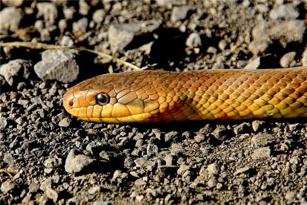 梦见黄色蛇是什么意思 梦见黄色蛇是什么意思