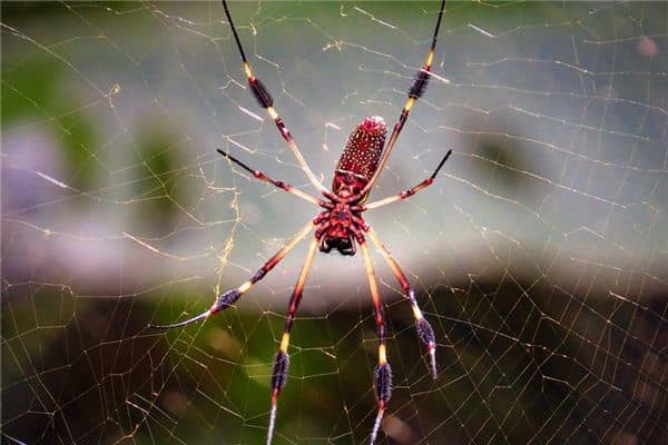 梦见红蜘蛛是什么意思 梦见红蜘蛛是什么意思