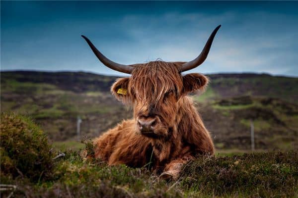 梦见牛追人是什么意思 梦见牛追人是什么意思