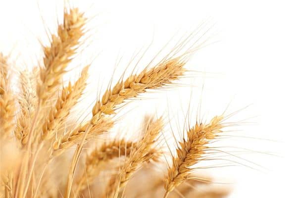 梦见晒麦子是什么意思 梦见晒麦子是什么意思