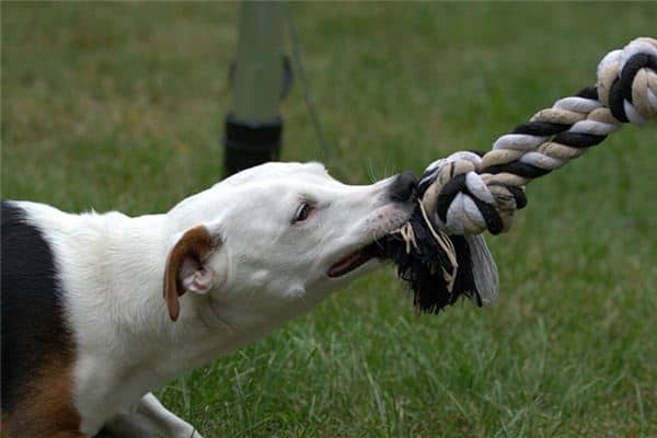 梦见狗咬手指是什么意思 梦见狗咬手指是什么意思