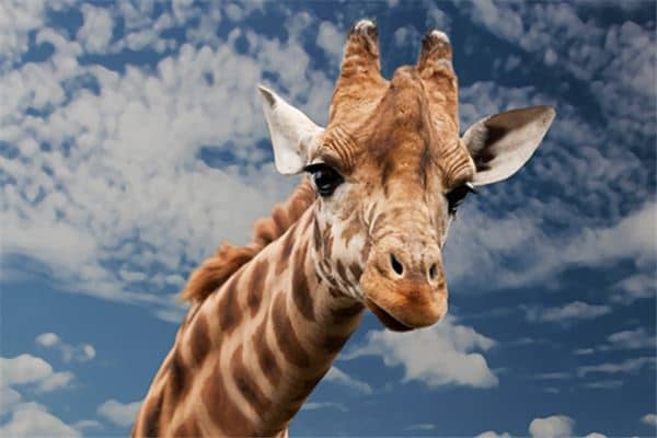 梦见长颈鹿是什么预兆 梦见长颈鹿是什么预兆